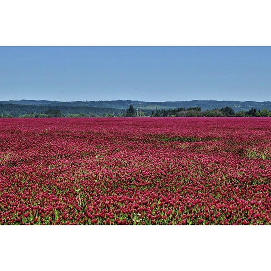 A Cool Sea Of Red In Washington County Photograph by Mike Warner