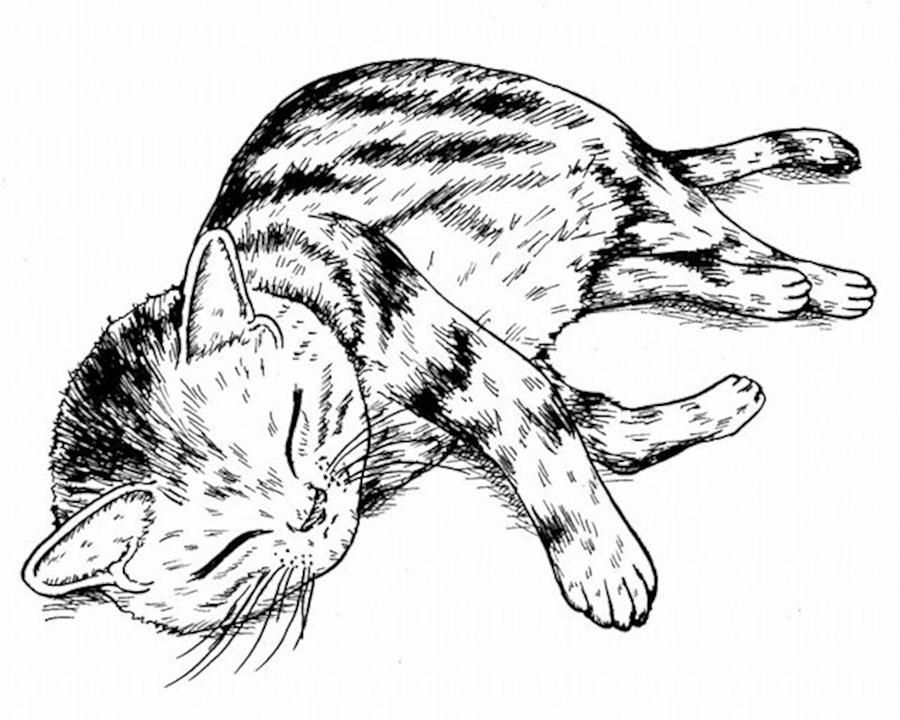 Animal Drawing - A copy of a cat by Hisashi Saruta