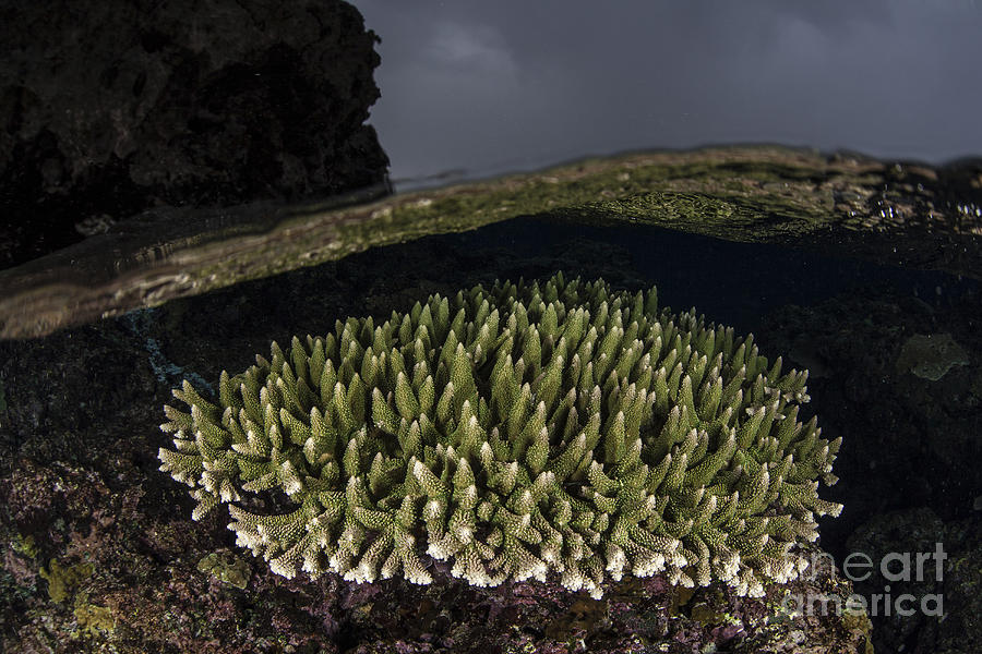 A Coral Colony Grows In Shallow Water Photograph