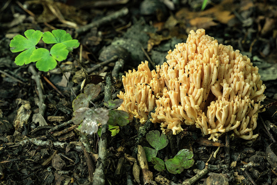 A Coral Fungus of the Clavariaceae  Photograph by Douglas Barnett
