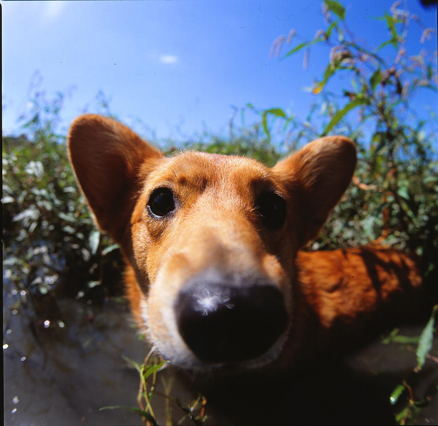 A Corgi dog in water Photograph by Cica Oyama
