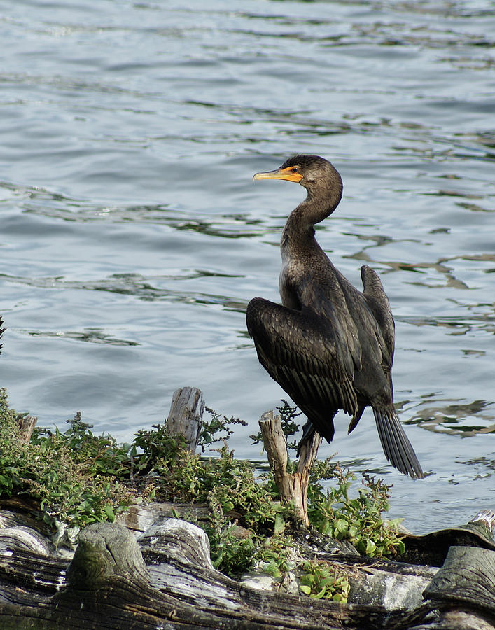 A Cormorant  Photograph by Margie Avellino