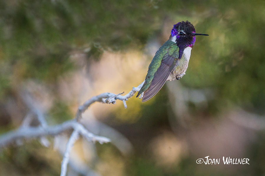 A Costas Hummingbird Photograph by Joan Wallner