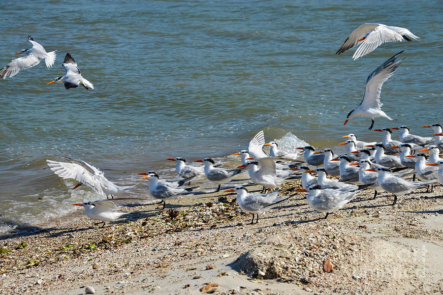 A Cotillion of Terns Photograph by Bob Phillips