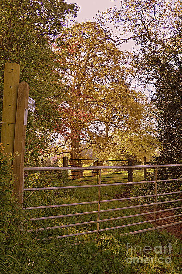 A Country Gate Photograph by Andy Thompson