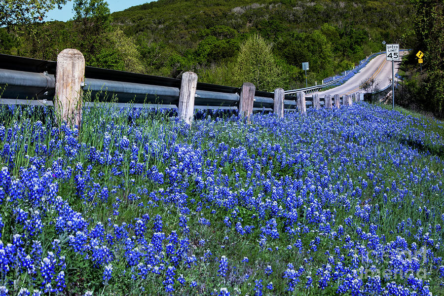 Flower Photograph - A country highway leads through a color field of Texas bluebonne by Dan Herron