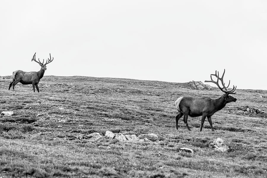 A couple Elk  Photograph by John McGraw