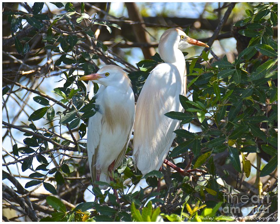 A Couple of Cattle Egrets Photograph by Carol  Bradley