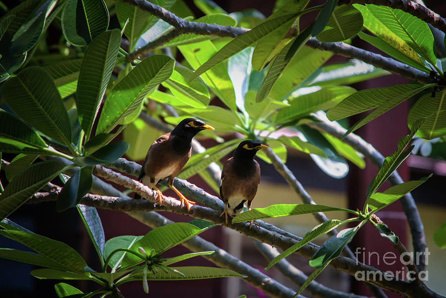 A Couple Of Common Myna Photograph by Michelle Meenawong