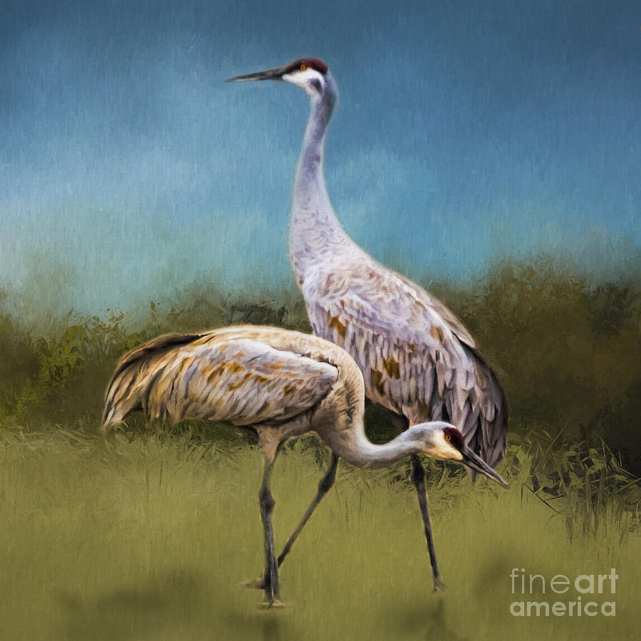 A Couple of Cranes Photograph by Janice Pariza