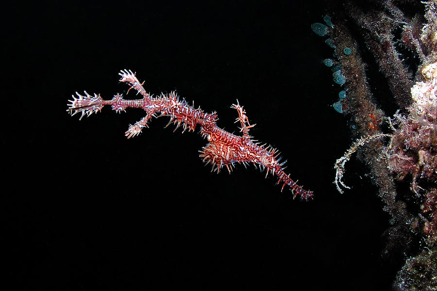 a couple of Ghostpipefishes Photograph by Joerg Lingnau