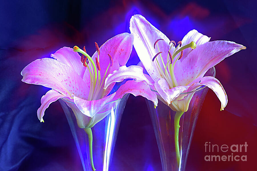 A Couple Of Lilies. Photograph by Alexander Vinogradov