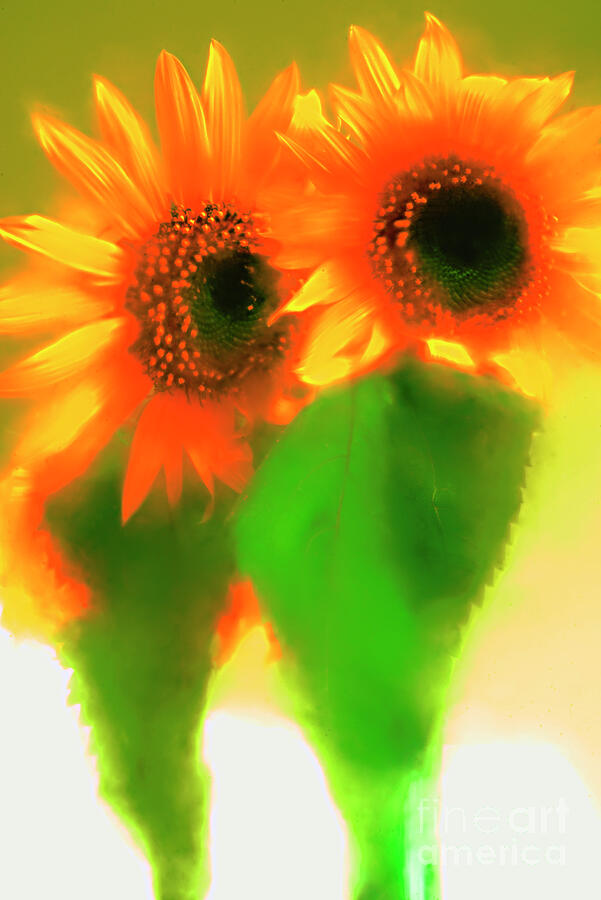 A Couple Of Sunflowers. Photograph by Alexander Vinogradov