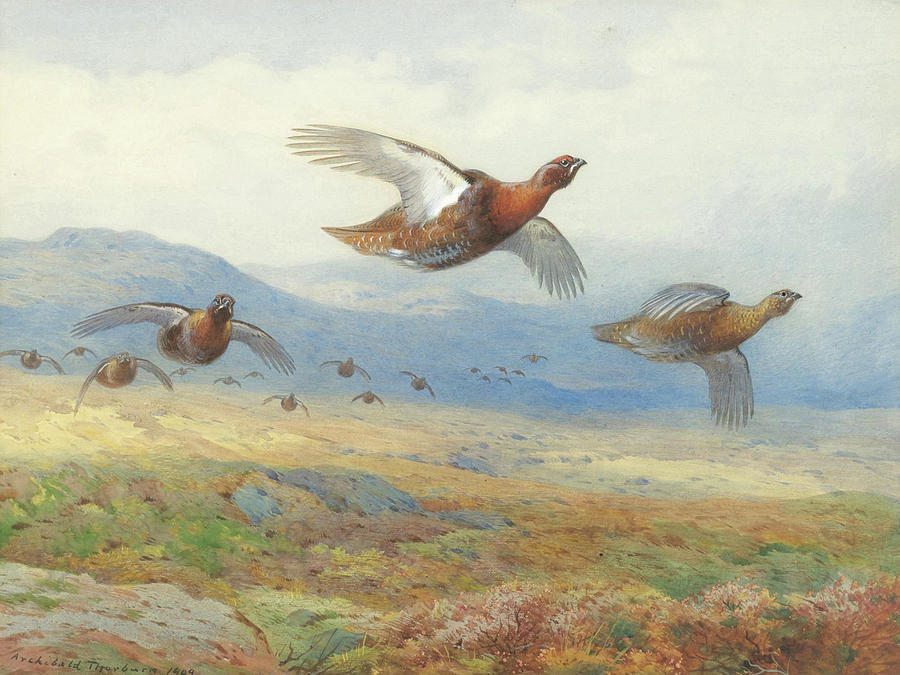  A Covey Of Grouse In Flight Painting by Archibald Thorburn