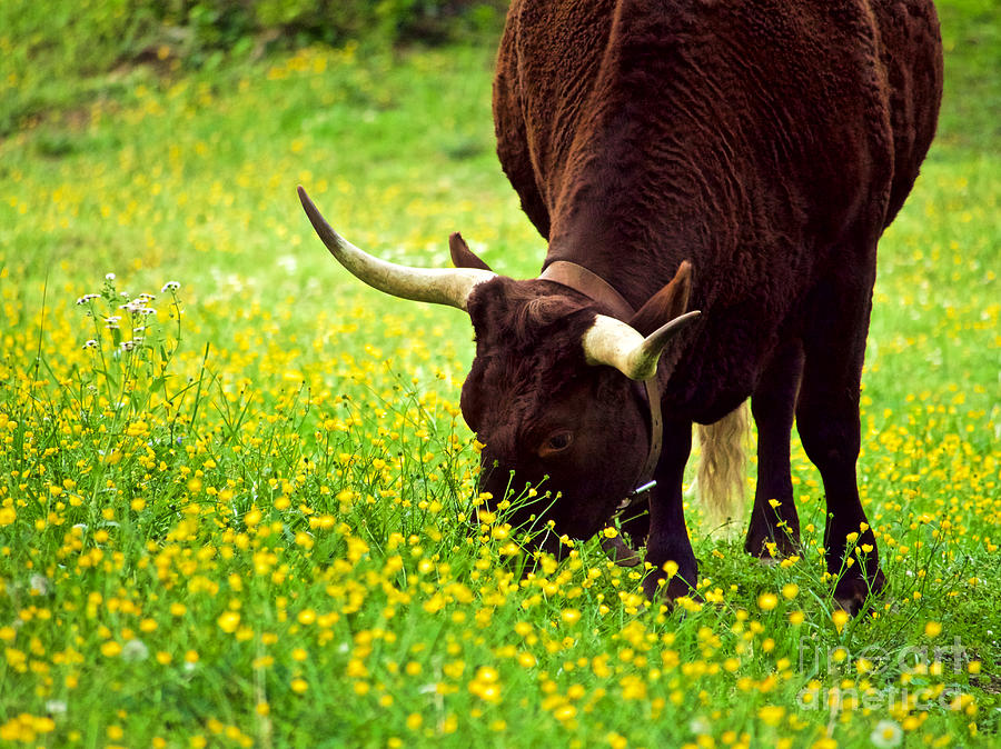 A Cow In A Field Of Flowers Photograph by Rachel Morrison