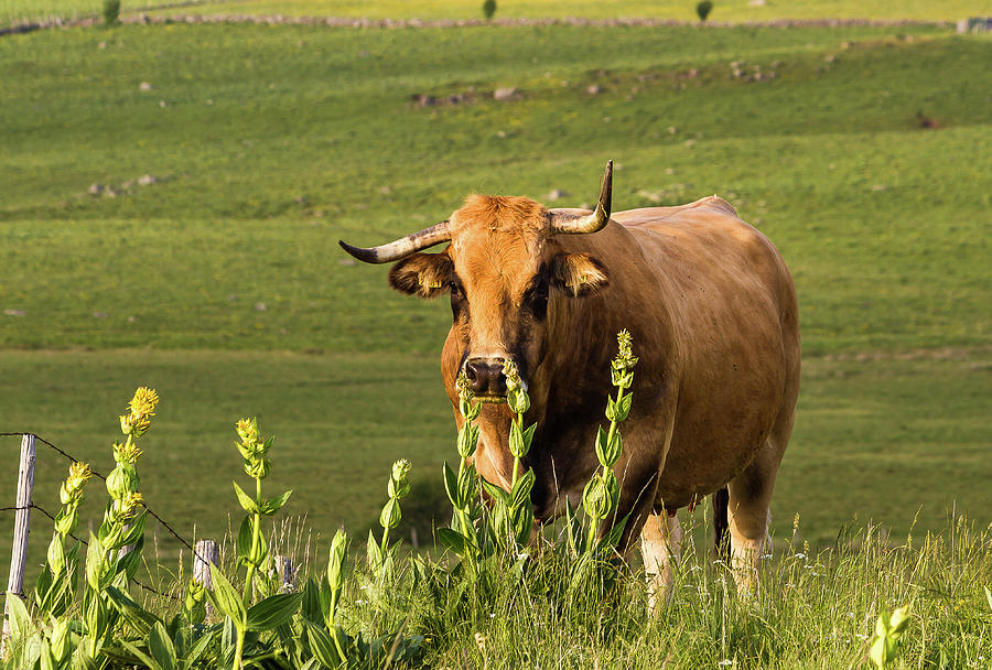 A cow in pasture - Aubrac - France Photograph by Paul MAURICE