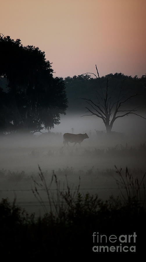 A Cow in the Clouds Photograph by Robert Meanor