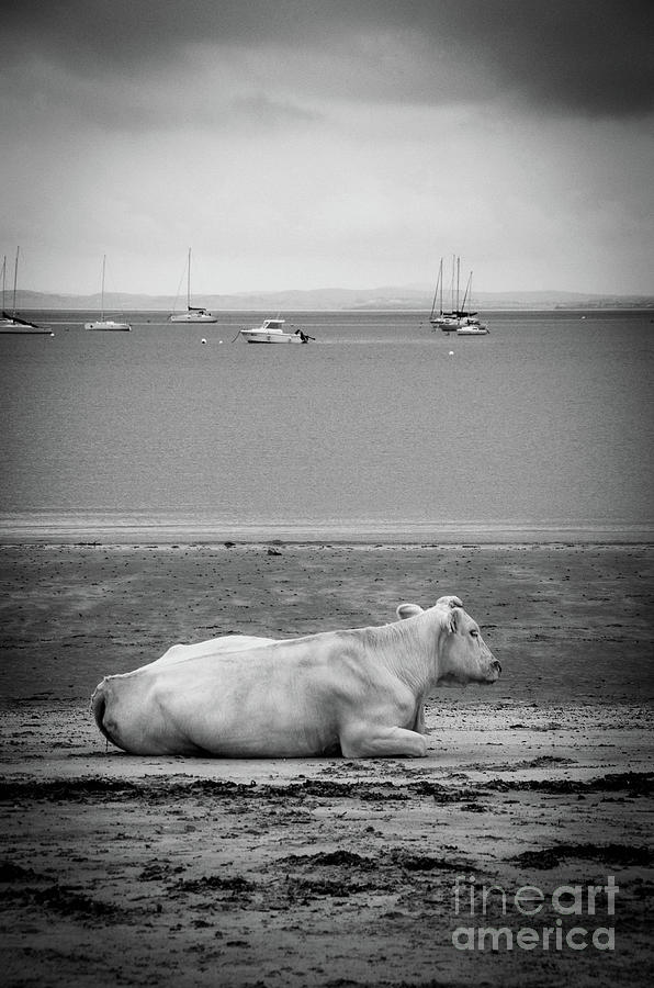 A cow on the beach Photograph by RicardMN Photography