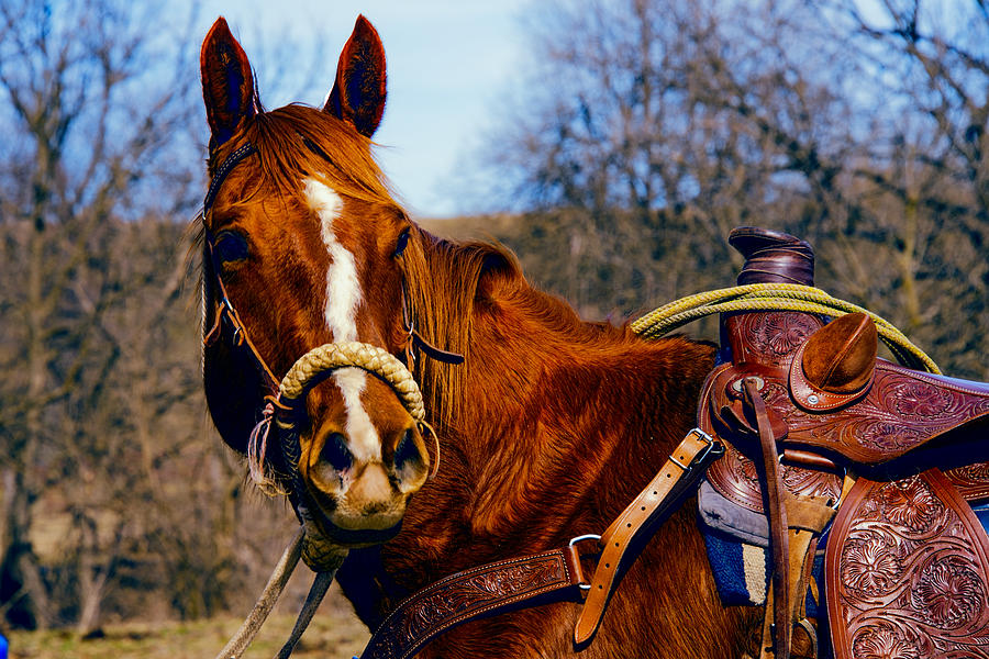 A Cowboys Best Friend Photograph by Jean Hutchison
