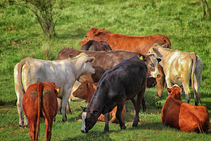 A Cows Backside Photograph by Martin Newman - Fine Art America