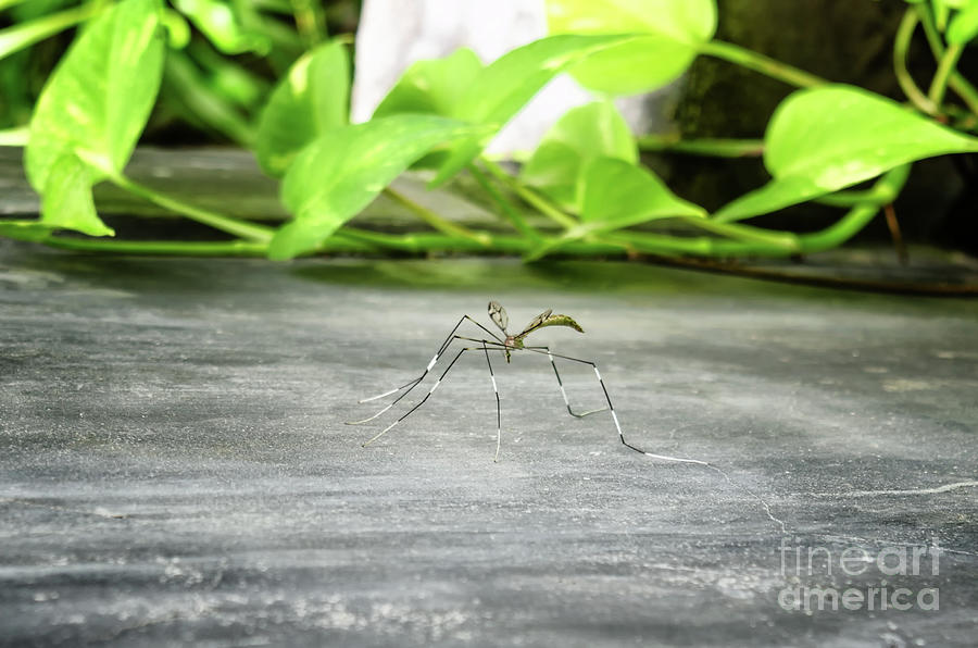 A Crane Fly Photograph by Michelle Meenawong