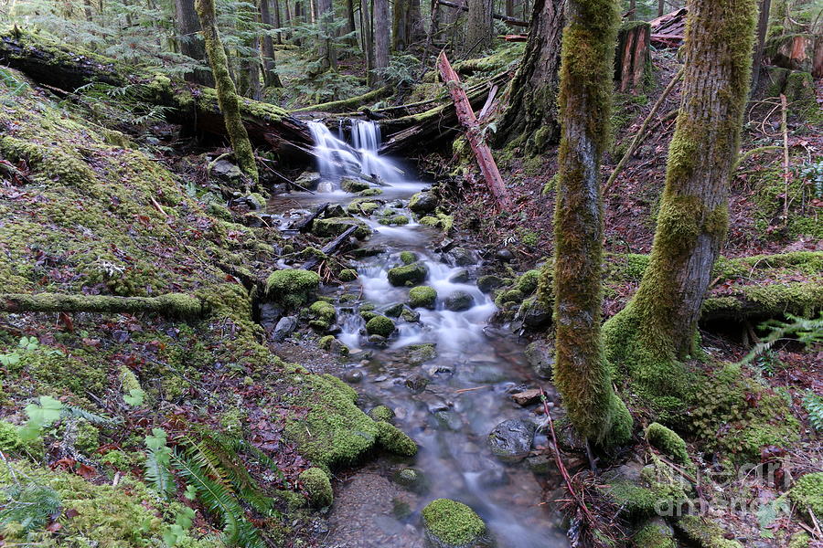 A creek in the old growth Photograph by Jeff Swan