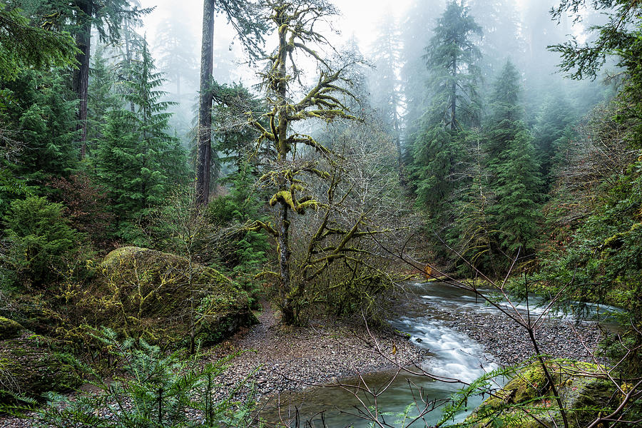 A Creek Runs Through It Photograph by Belinda Greb
