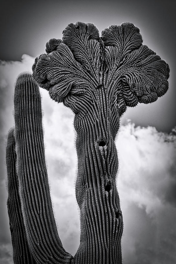 A Crested Saguaro in Black and White  Photograph by Saija Lehtonen