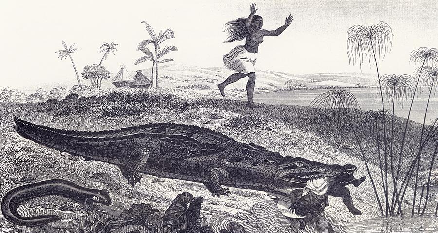 Snatches Drawing - A Crocodile Snatches A Child From An by Vintage Design Pics