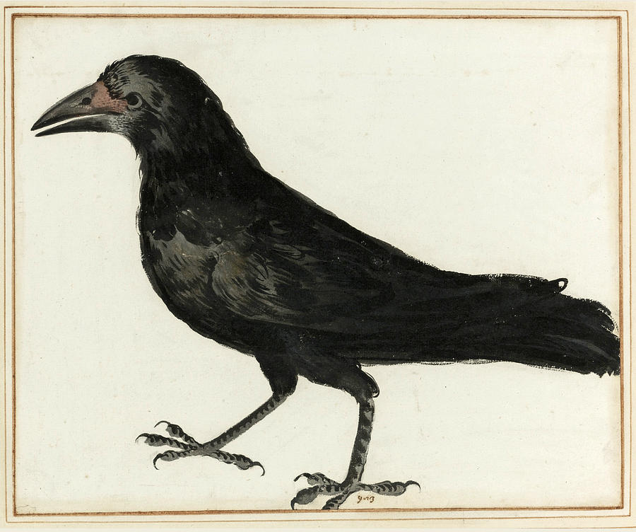 A Crow  Drawing by Italian School