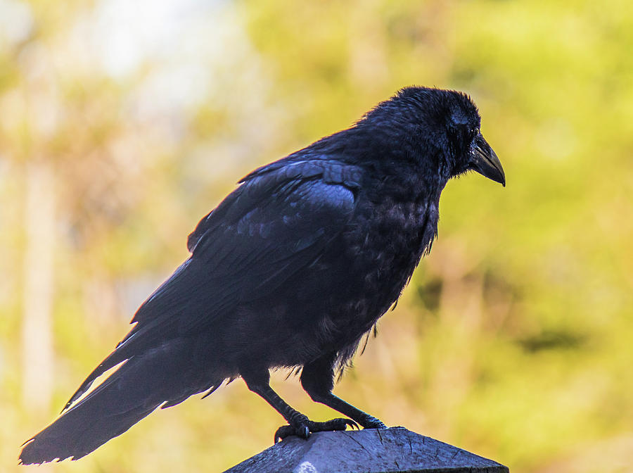 A Crow Looks away Photograph by Jonny D