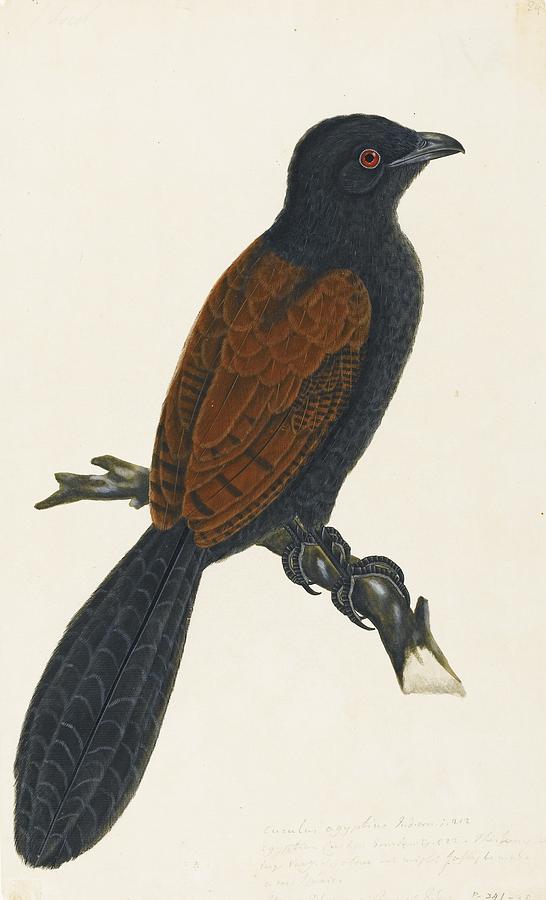 A crow-pheasant or coucal Painting by Company School