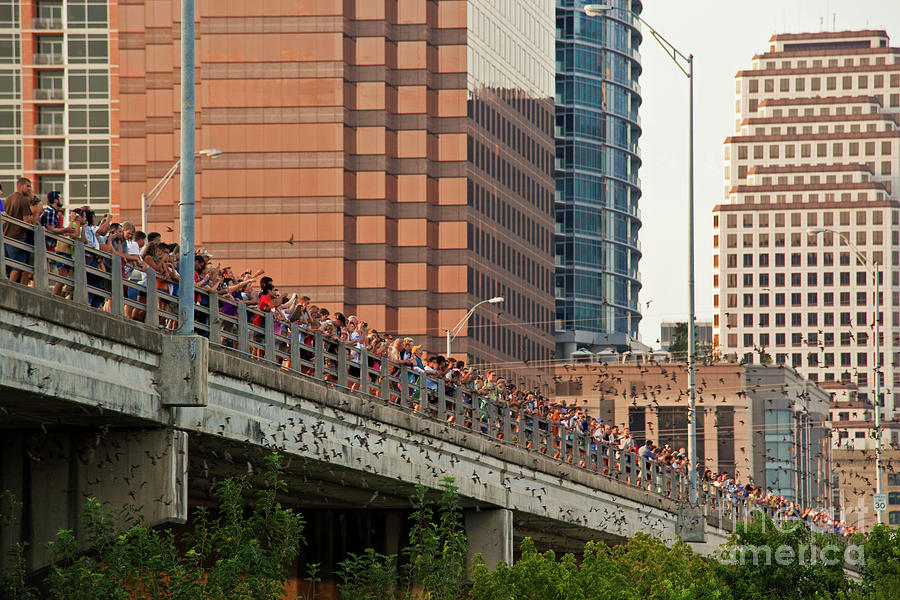 A crowd of bat watchers stand in jubilee to see the worlds largest urban bat colony Photograph by Dan Herron