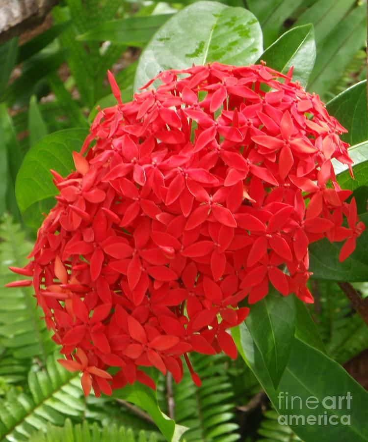 A Crown of Ixora Photograph by Mary Deal