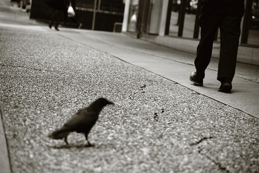 A crows walk  Photograph by J C