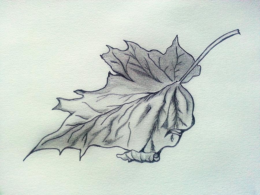 A crumpled leaf Drawing by Deepa Sahoo  Pixels