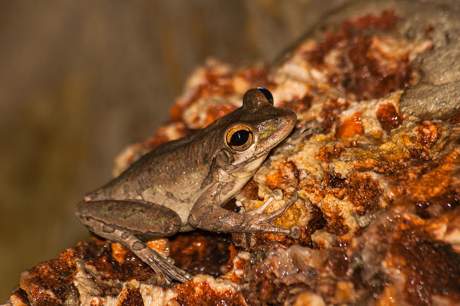 A Cuban Tree Frog  Photograph by Ed Gleichman