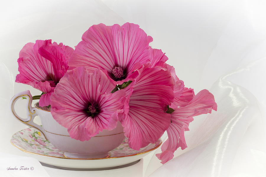 A Cup Of Pink Lavatera Flowers Photograph by Sandra Foster