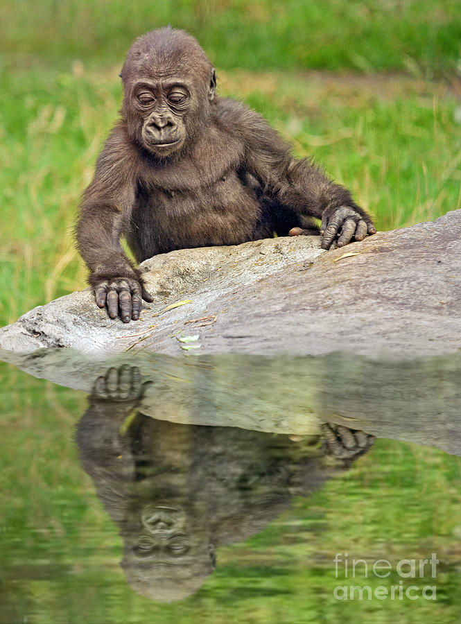 Ape Photograph - A Curious Baby Gorilla II by Jim Fitzpatrick