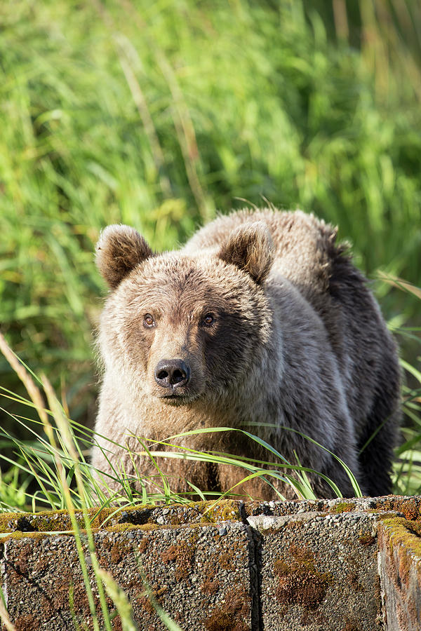 cuddly the curious bear