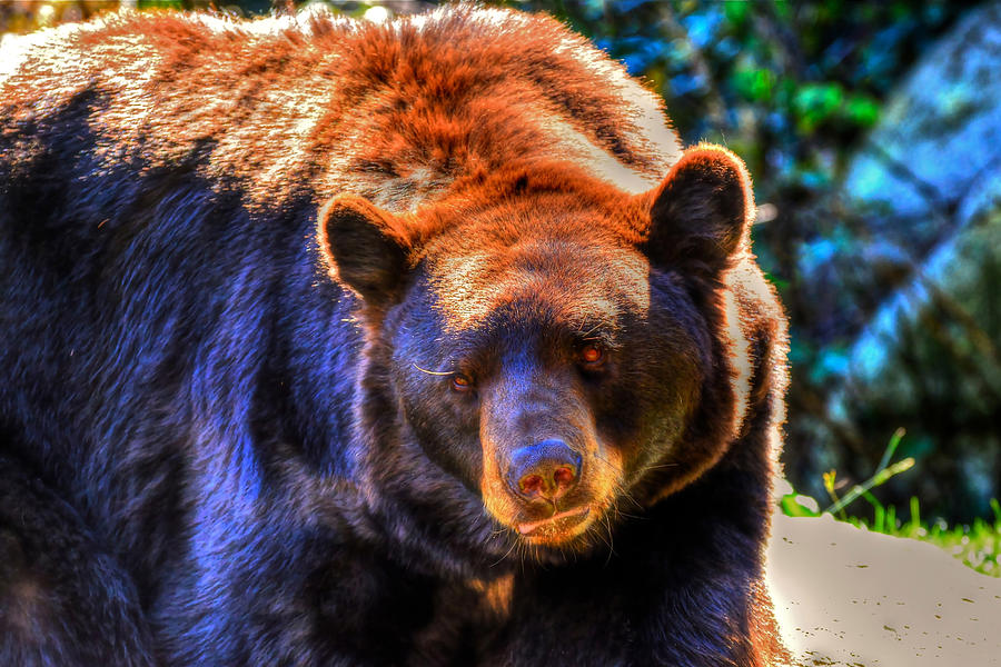 A Curious Black Bear Photograph by Don Mercer