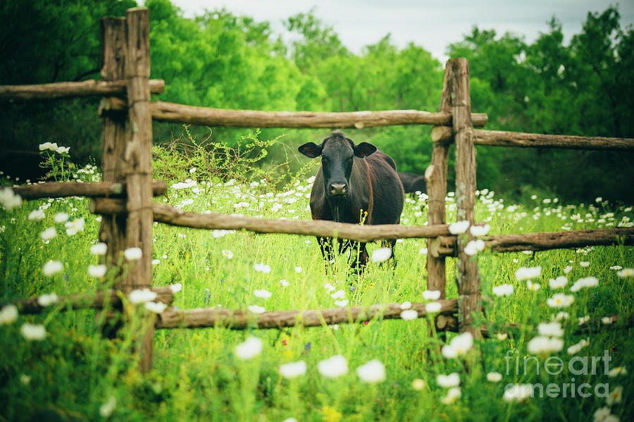 A Curious Cow Photograph