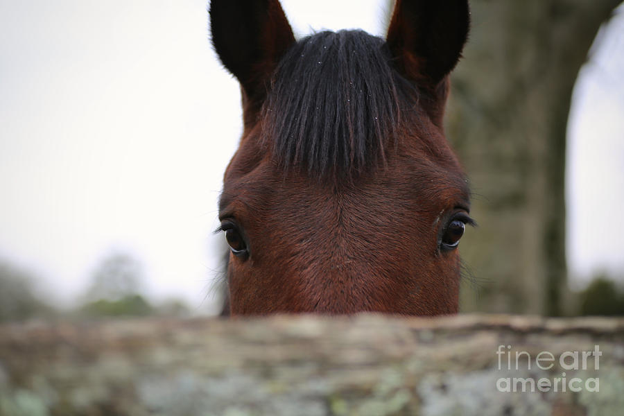 A Curious Horse Photograph by Rachel Morrison