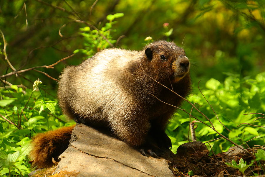 A Curious Marmot Photograph