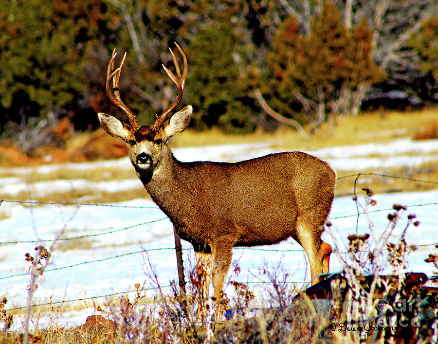 Deer Photograph - A Curious Mule Deer Buck by Dale E Jackson