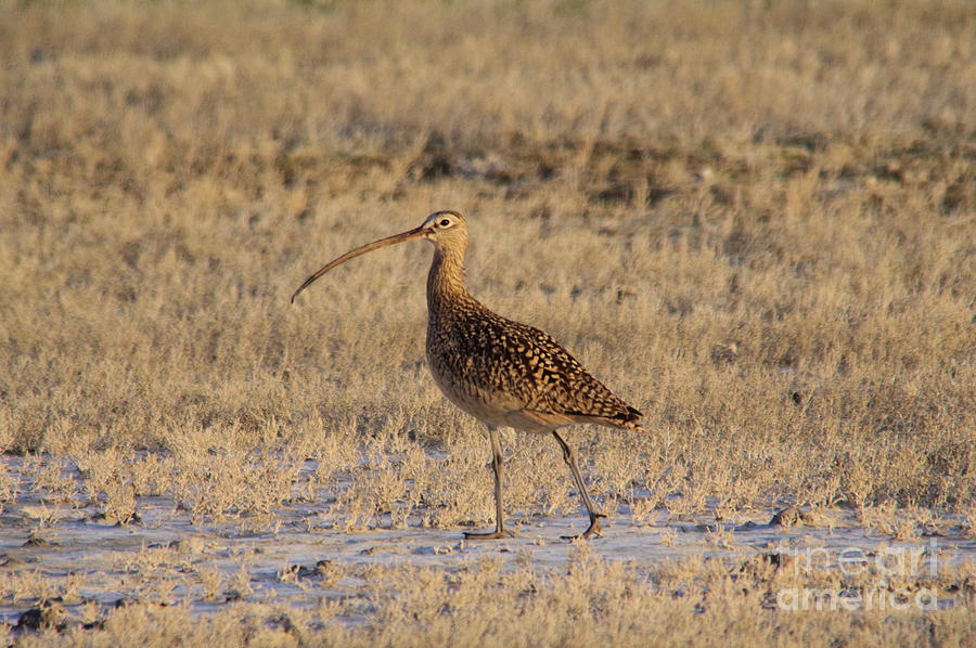 A Curlew taking a walk Photograph by Jeff Swan