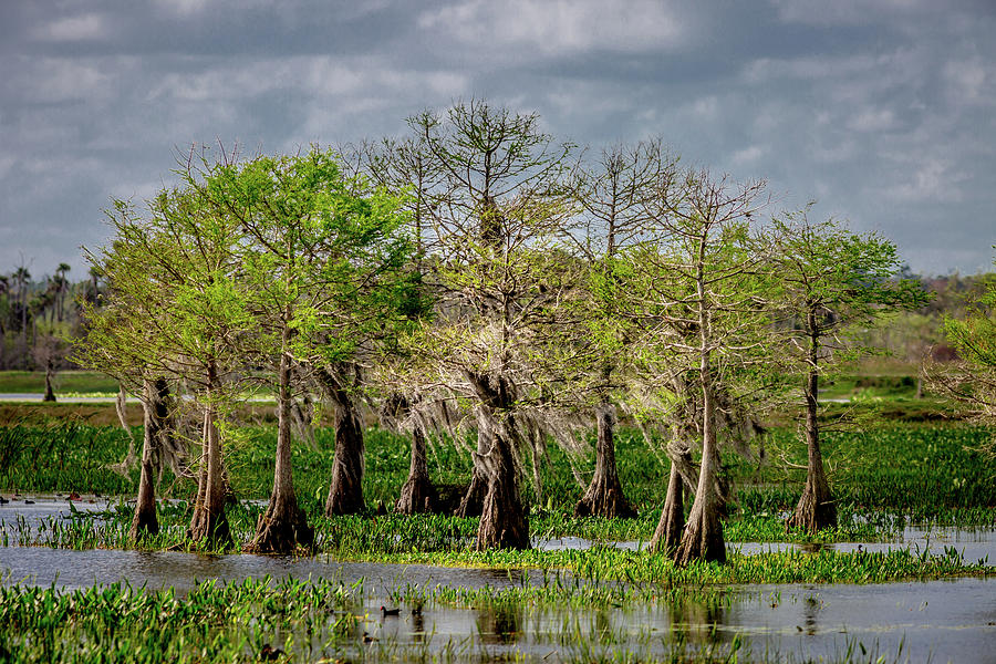 Tree Photograph - A Cypress Copse by W Chris Fooshee