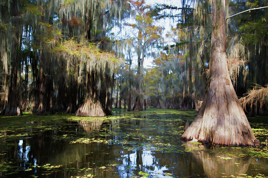 Tree Photograph - A Cypress Swamp by Lana Trussell
