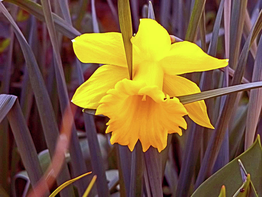 A Daffodil Resting Digital Art by Joseph Coulombe