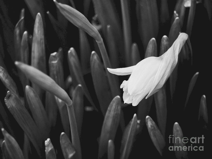 A Daffodil Wakes Photograph by Rachel Morrison